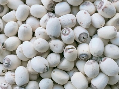 湘潭莲子干货新泰莲带芯小磨白莲500g带芯去皮莲子羹煲汤白莲子图2