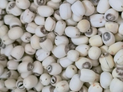 湘潭莲子干货新泰莲带芯小磨白莲500g带芯去皮莲子羹煲汤白莲子图3