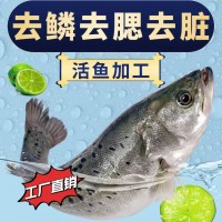 海鲈鱼整条新鲜三去开背宁德海鲈鱼鲜活冷冻海捕鱼类海鲜烧烤鱼批