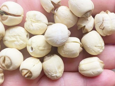 2023新鲜带芯白莲子500g 袋装白莲子批发量大从优手工白莲子图2