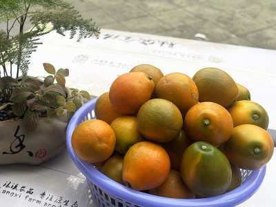 脆蜜金桔现摘先发产地直采生鲜水果桔子果实饱满甜质量保证图3