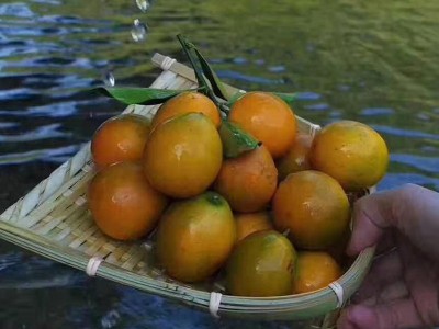 滑皮金桔水果生鲜金桔现采直发脆爽香甜质量保证皮薄图2