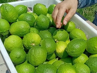 青柠檬奶茶店酒店专用清香皮薄多汁新鲜现摘小青非广东柠香水柠檬图3