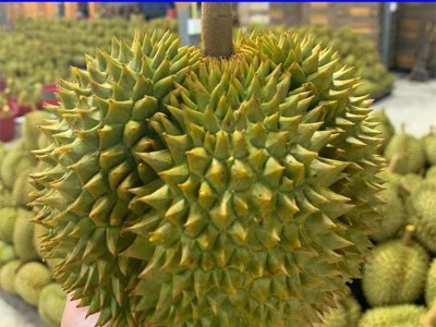 泰国金枕榴莲新鲜水果一件代发厂家直供坏果包赔一件也是代发价图2