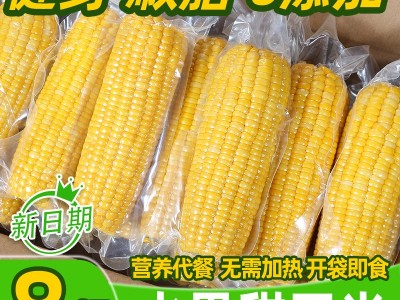 广西水果玉米棒鲜嫩甜玉米230gX8袋基地厂家直批即食真空粗粮代餐图2