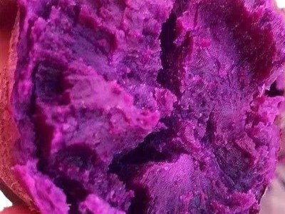 紫薯新鲜批发产地直发红薯番薯地瓜蜜薯山芋香薯代发蔬菜粗粮图5