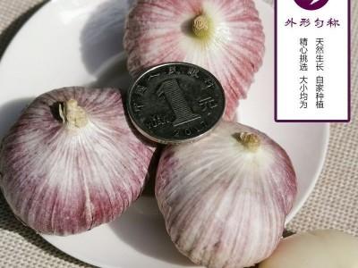 干货大蒜头云南紫皮独三瓣蒜新蒜紫皮蒜农家干蒜头红皮三丫蒜批发图5