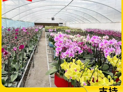 连体温室大棚农业花卉种植阳光智能温室养殖镀锌钢管大棚骨 架加工图2