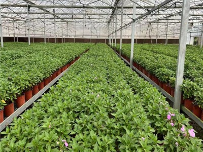 连体温室大棚农业花卉种植阳光智能温室养殖镀锌钢管大棚骨 架加工图3