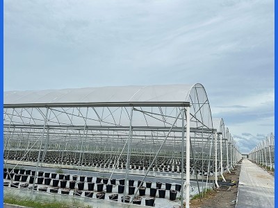 蓝莓连栋温室大棚 农业种植育苗大棚 包工包料大棚建造厂家供应图3