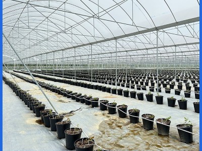 蓝莓连栋温室大棚 农业种植育苗大棚 包工包料大棚建造厂家供应图2
