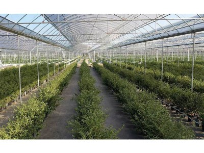 蓝莓连栋温室大棚 农业种植育苗大棚 包工包料大棚建造厂家供应图5