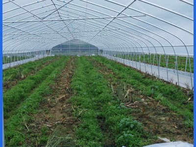 厂家供应钢管骨架温室塑料大棚热浸镀锌简易温室大棚图4