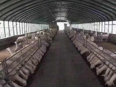 养殖棚种植农业养殖大棚 家禽养殖大棚 单体畜牧养殖大棚遮阳图3