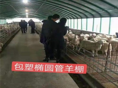 天津厂家直供养猪大棚 养鸡大棚 养羊大棚 养牛大棚 养鸭大棚建设图3
