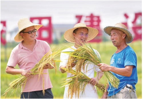 “罗沙贡米”开镰收割