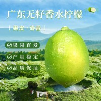 整箱广东香水柠檬农产品现摘现发柠檬果奶茶店专用水果一件代发