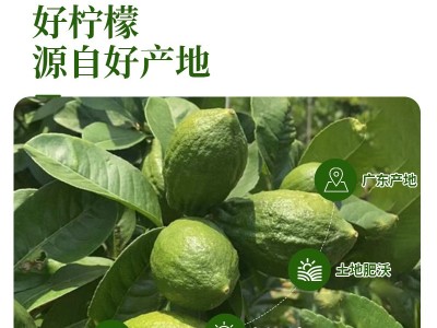 整箱广东香水柠檬农产品现摘现发柠檬果奶茶店专用水果一件代发图3