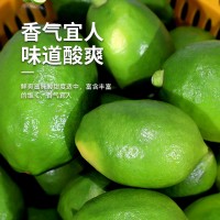 广东香水柠檬果园现摘现发奶茶店专用批发一级果全国一件代发10斤