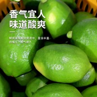 广东香水柠檬果园现摘现发奶茶店专用批发一级果全国一件代发10斤