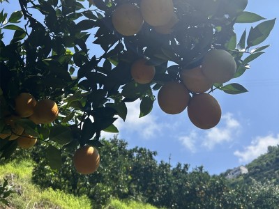 湖北秭归夏橙现摘水果大果新鲜酸甜多汁应当季手剥橙子自家种植图4