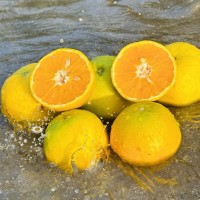 湖北秭归夏橙现摘水果大果新鲜酸甜多汁应当季手剥橙子自家种植