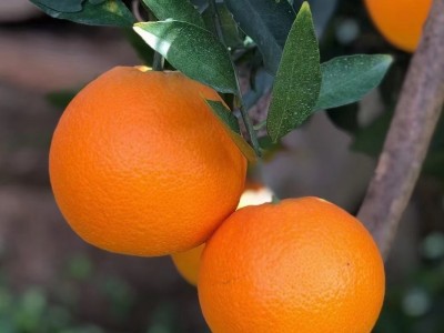 湖北秭归秋橙九月红现摘水果大果新鲜酸甜多汁应当季手剥果冻橙子图1