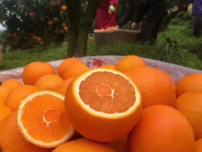 湖北秭归秋橙九月红现摘水果大果新鲜酸甜多汁应当季手剥果冻橙子图2