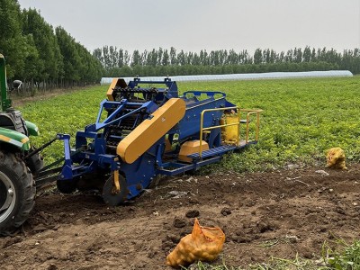 大型马铃薯土豆收获机 地瓜红薯全自动联合挖掘机 薯类联合收割机图3