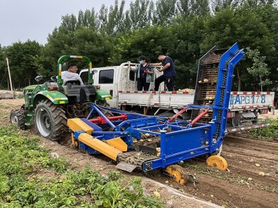 土豆收获上车机 红薯地瓜收获装车机 上车动刀马铃薯联合收获机图5