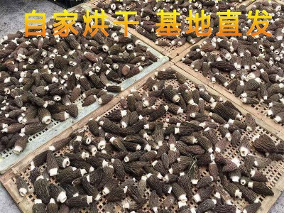 新货羊肚菌6公分以上 250g袋装羊肚菌货源场地直供一手货源厂家图4