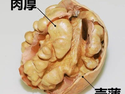 批发新疆核桃500克袋装新货薄皮核桃 5斤整箱送夹纸皮核桃仁代发图3