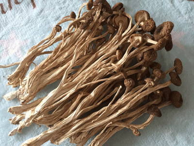 君志 江西广昌3号茶树菇干货批发食用菌 中粗不开伞精品 2023新货图1