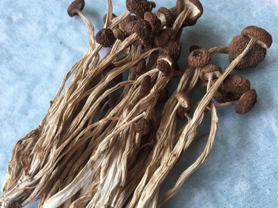 君志 江西广昌3号茶树菇干货批发食用菌 中粗不开伞精品 2023新货图5