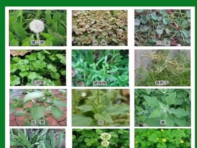 竹灌清5%环嗪酮500g清除杂草烂根杀大树杀竹子农药环嗪酮除草剂图2
