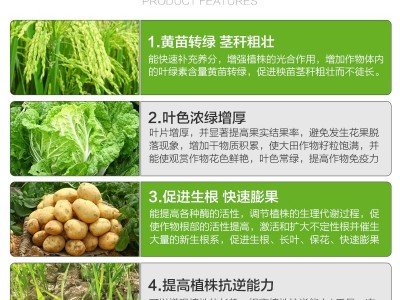 科沃华 叶绿素氨基酸叶面肥提苗壮棵增绿增厚中量元素水溶肥料图3