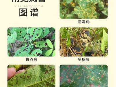 45%百菌清蔬菜大棚专用烟雾剂烟熏剂霜霉病灰霉病白粉病杀菌剂图3