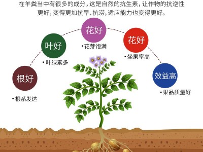 纯羊粪有机肥颗粒高温发酵农家肥鸡屎肥果树肥花肥批发腐熟鸡粪肥图4