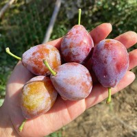 【顺丰快递】新疆喀什法兰西西梅礼盒3.5斤 新鲜水果