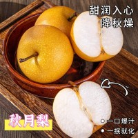 山东秋月梨4.5-5斤大果 新鲜水果梨子