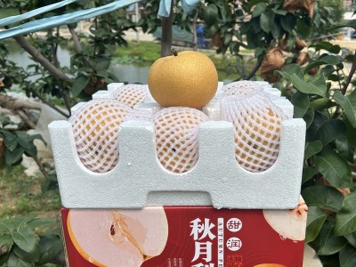山东秋月梨4.5-5斤大果 新鲜水果梨子图5
