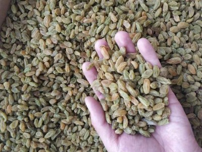 新疆无核白绿葡萄干500g袋中果 吐鲁番无籽绿干散装/袋装 可批发图4