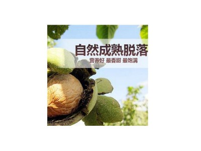 陕西厂家185纸皮核桃 大熟原味仁纸皮核桃 孕妇零食坚果散装核桃图5