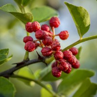 批发茂文红花椒500g茂县大红袍汉源干花椒卤料配料炒菜食用调料