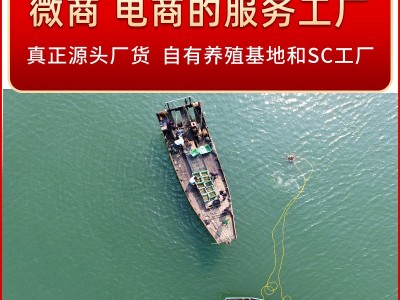 淡干海参批发非海参礼盒水产干货特产海参干货图2