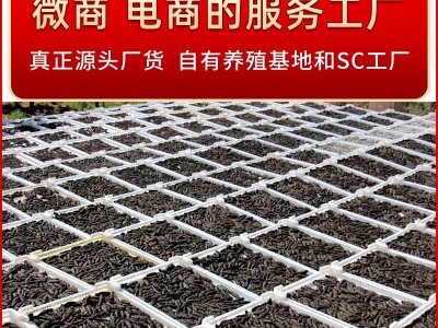 淡干海参批发非海参礼盒水产干货特产海参干货图3