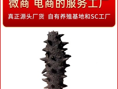 大连特产底播淡干海参干货大连海参批发5g海产干货海参图3