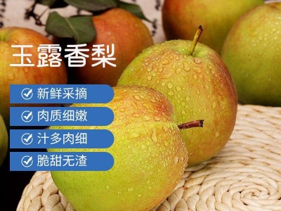 山西隰县玉露香梨子3/5/10斤新鲜礼盒装酥梨批发薄皮香梨一件批发图1