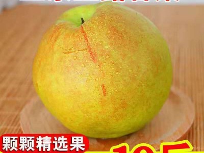 山西隰县玉露香梨子3/5/10斤新鲜礼盒装酥梨批发薄皮香梨一件批发图2
