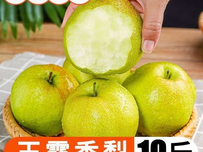 山西隰县玉露香梨子3/5/10斤新鲜礼盒装酥梨批发薄皮香梨一件批发图3